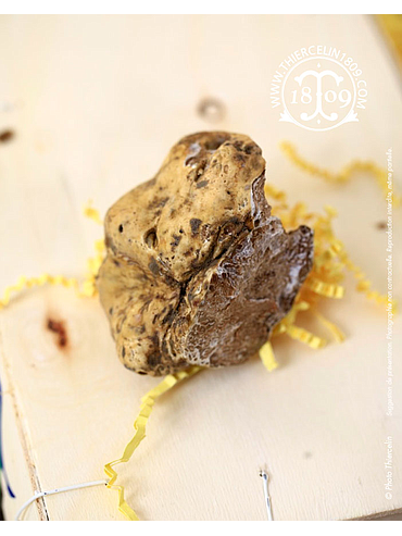 TRUFFE BLANCHE, Tuber magnatum, le kg 