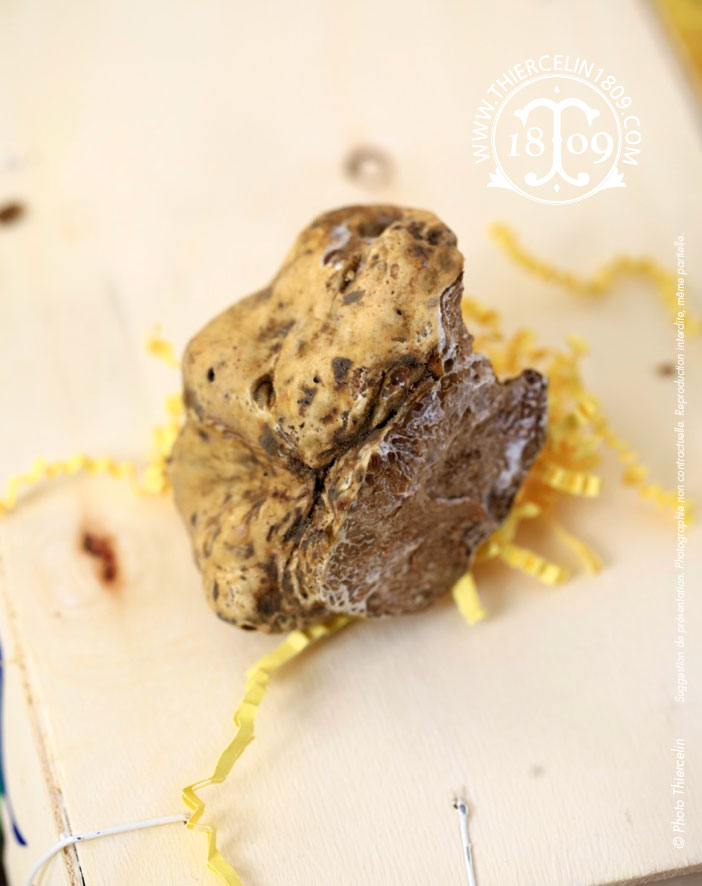 TRUFFE BLANCHE, Tuber magnatum, le kg 
