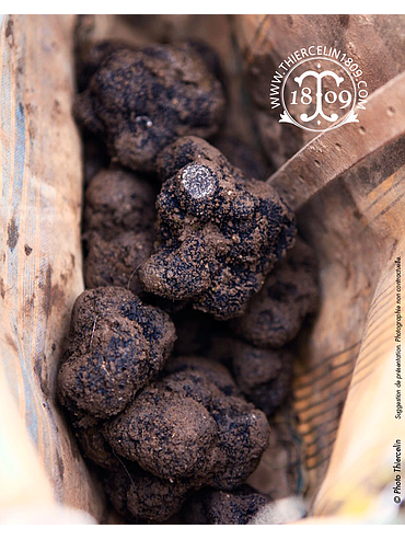 VERSE ZWARTE TRUFFELS, EXTRA KWALITEIT > 20 G, Tuber melanosporum, vacuüm verpakt per kilo