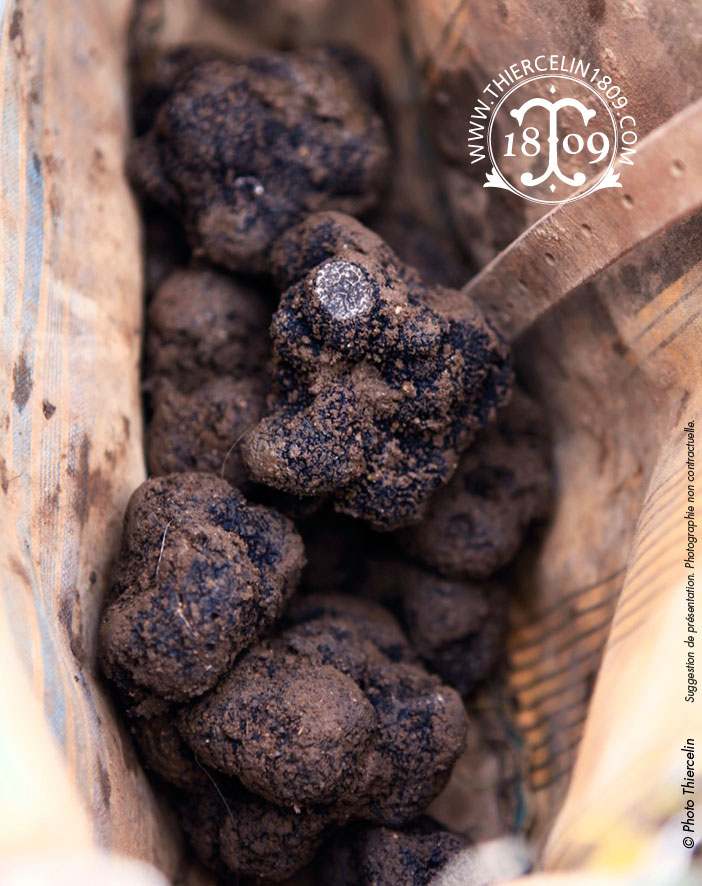 FRESH BLACK TRUFFLE, QUALITY EXTRA &gt; 20 G, Tuber melanosporum, vacuum packed per kg