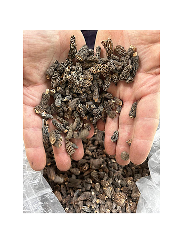 MINI MORELS, tamanho mini 5-10 mm, extra, cabeças sem caudas, caixa kg