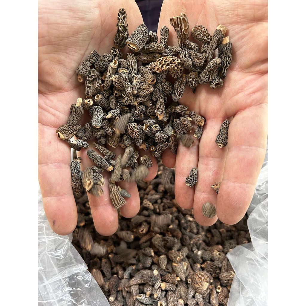 MINI MORELS, mini size 5-10 mm, extra, heads without tails, box