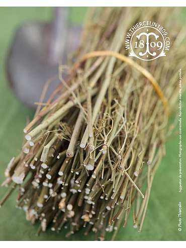 RAMAS DE HINOJO, entero seco, bolsa de plástico perforada, 500 g 